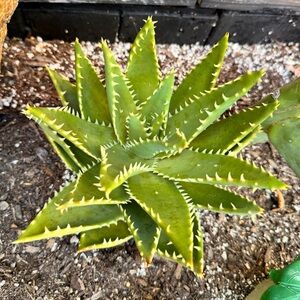 2-Tiger tooth Aloe Vera pups